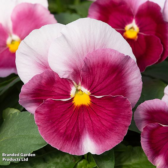 Pansy 'Raspberry Blush'