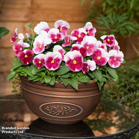 Pansy 'Raspberry Blush'