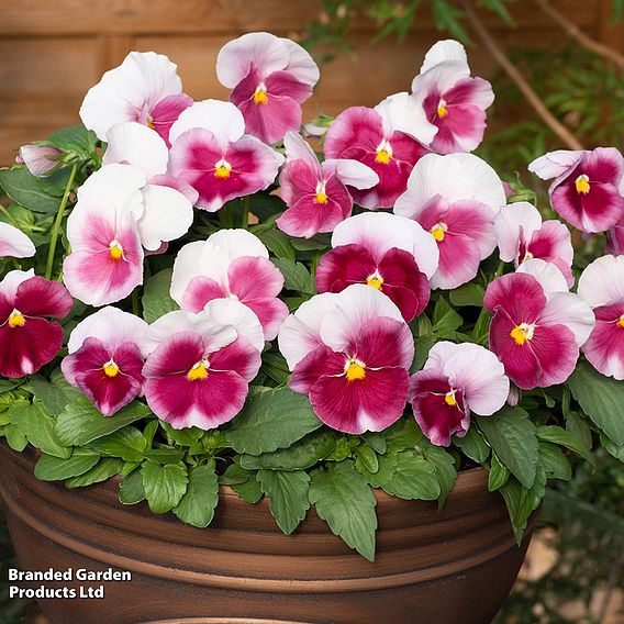 Pansy 'Raspberry Blush'