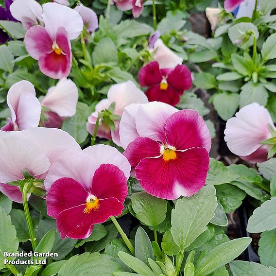 Pansy 'Raspberry Blush'