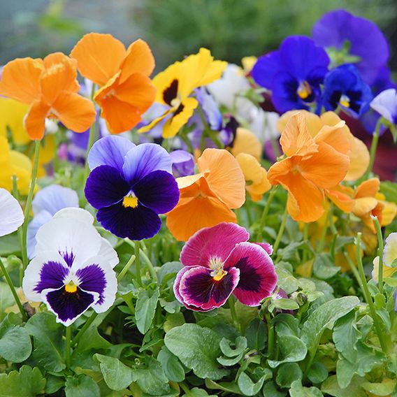 Pansy 'RHS Winning Formula'