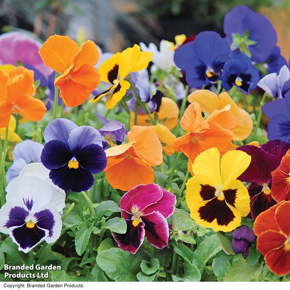 Pansy 'RHS Winning Formula'