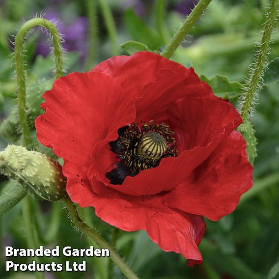 Poppy 'Brilliant'