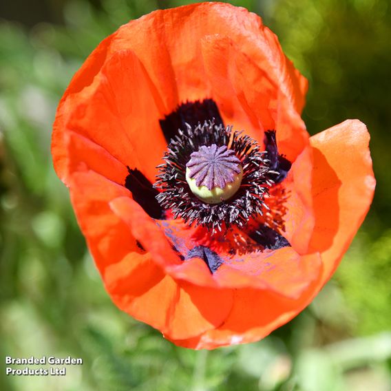 Poppy orientale