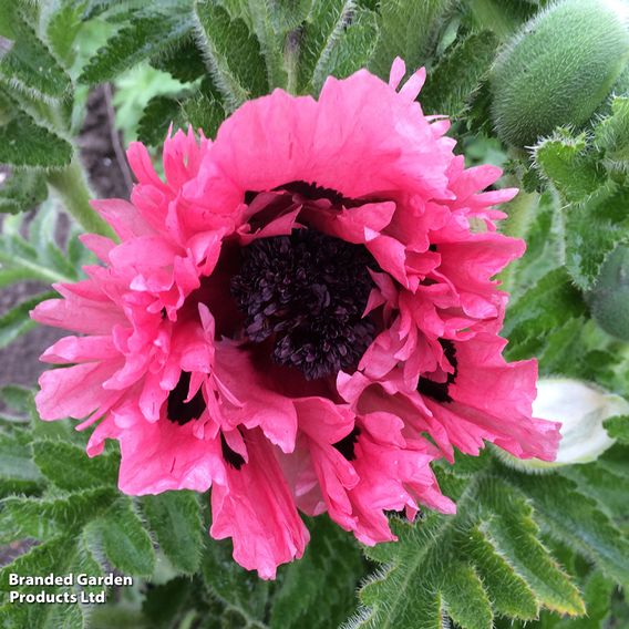 Poppy orientale 'Pink Perfection'