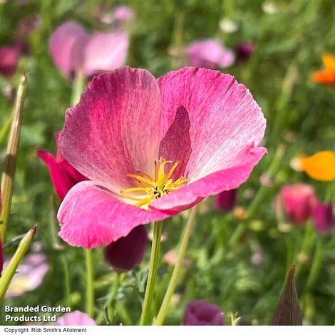 Californian Poppy 'Purple Gleam' - Seeds