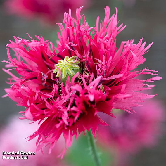 Poppy 'Rose Feathers' - Seeds