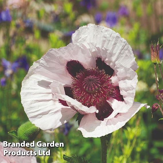 Poppy 'Royal Wedding'