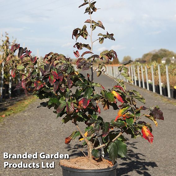 Parrotia persica 'Bella'