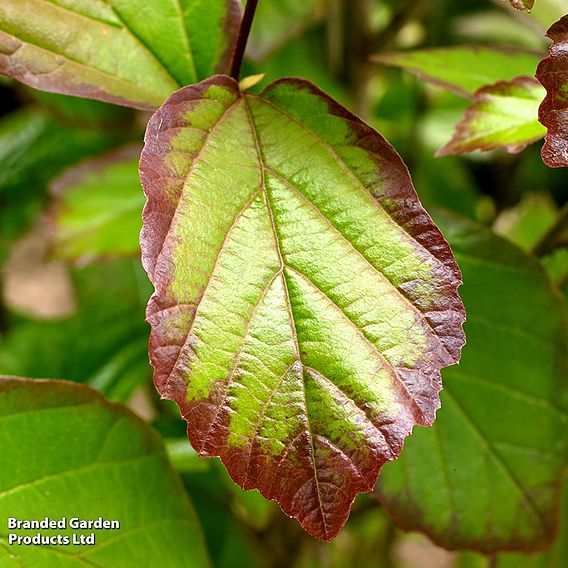 Parrotia persica 'Persian Spire'