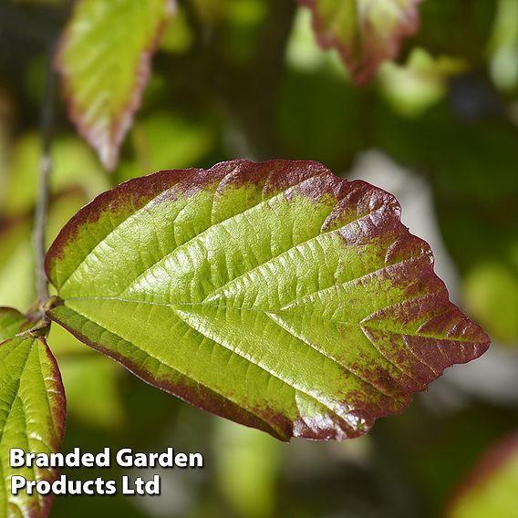 Parrotia persica 'Persian Spire'