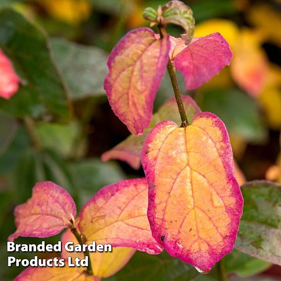 Parrotia persica 'Persian Spire'