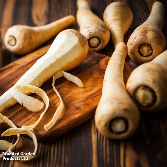 Parsnip 'Gladiator' - Seeds