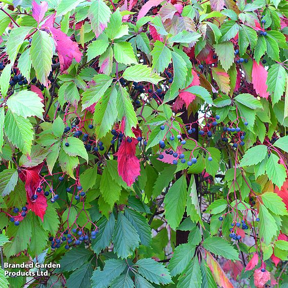 Parthenocissus henryana