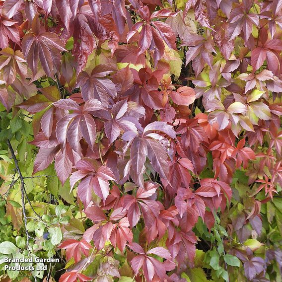 Nurseryman's Choice Climber Collection