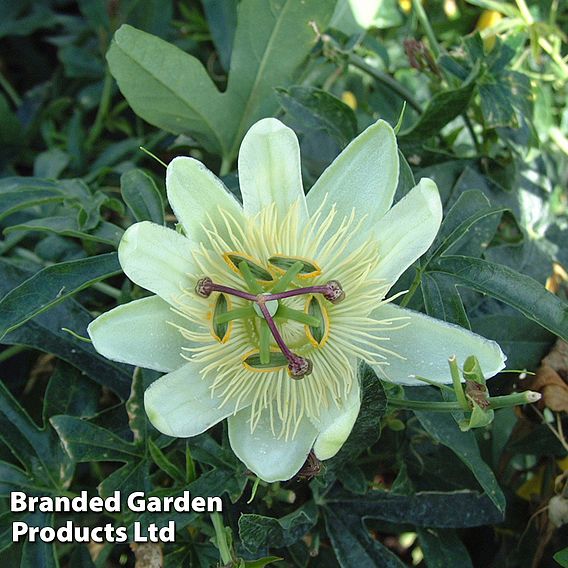 Passiflora 'Tricolor'