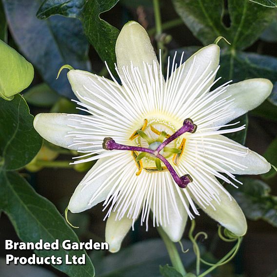 Passiflora caerulea 'Constance Elliott'