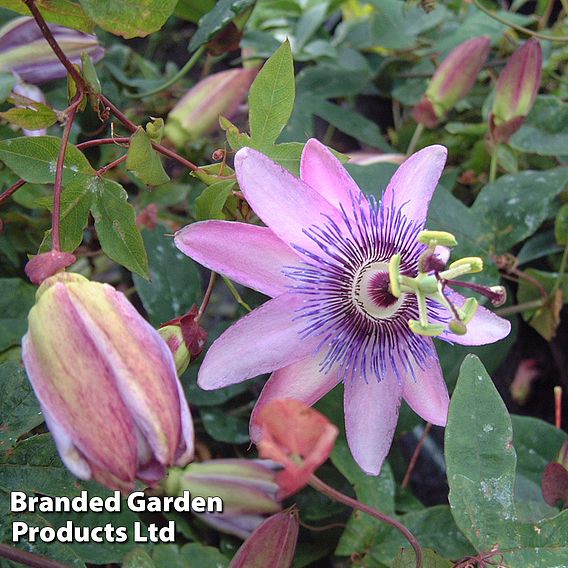 Passiflora (Passion Flower) 'Lavender Lady'