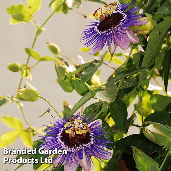 Passiflora 'Purple Haze'