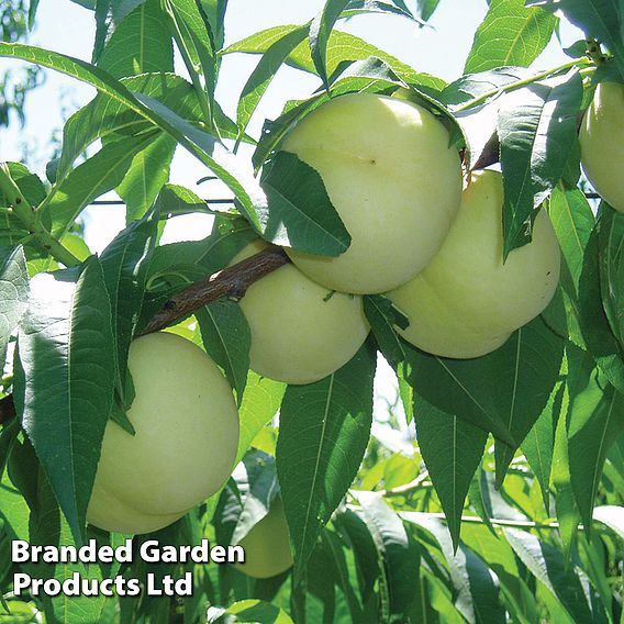 Peach 'Ice Peach' (Dwarf Patio Peach)