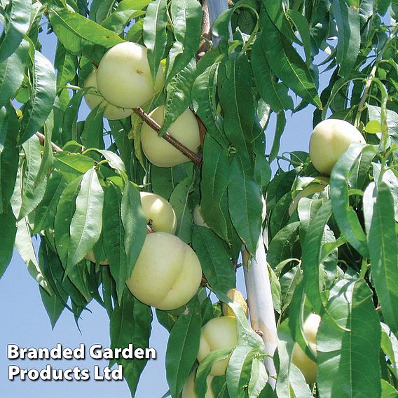 Peach 'Ice Peach' (Dwarf Patio Peach)