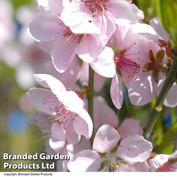 Peach 'Ice Peach' (Dwarf Patio Peach)