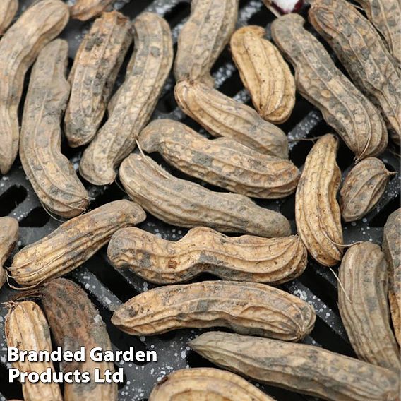 Peanut Mandala