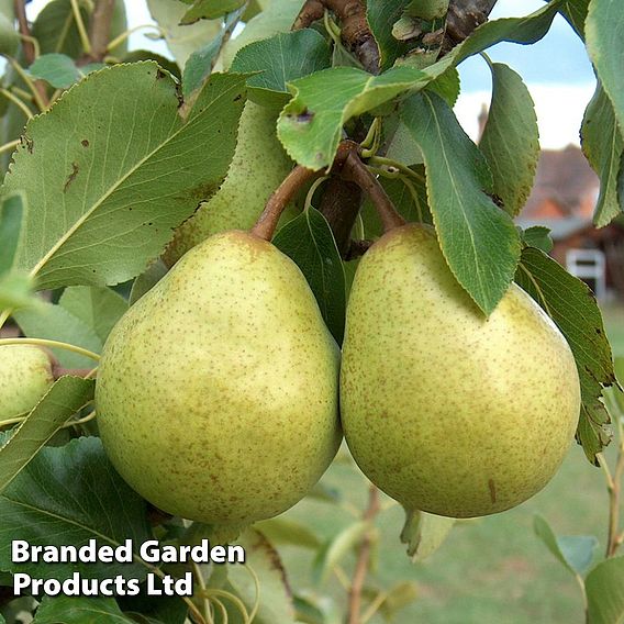 Pear 'Beth'