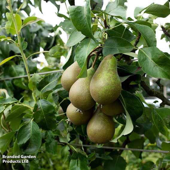 Pear Grafted Patio Duo