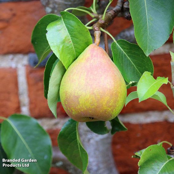 Pear Grafted Patio Duo