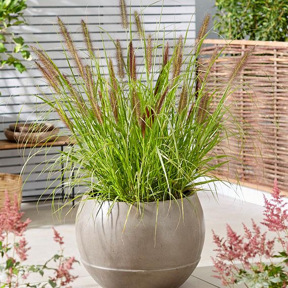 Pennisetum alopecuroides 'Black Beauty'