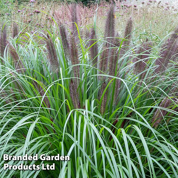 Pennisetum alopecuroides 'Black Beauty'