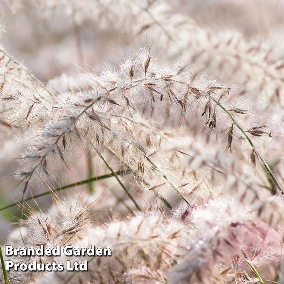 Pennisetum orientale 'Dance with Me'