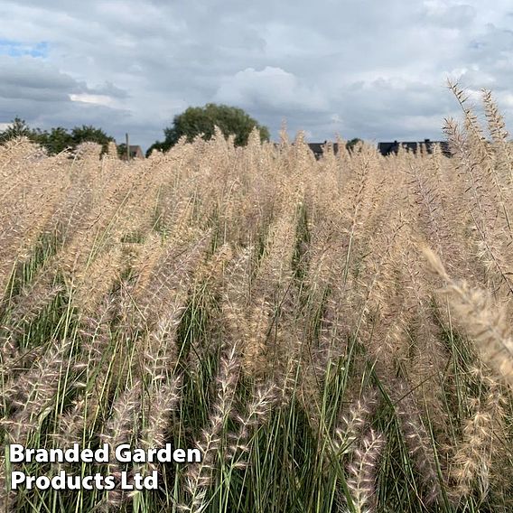 Pennisetum orientale 'Dance with Me'