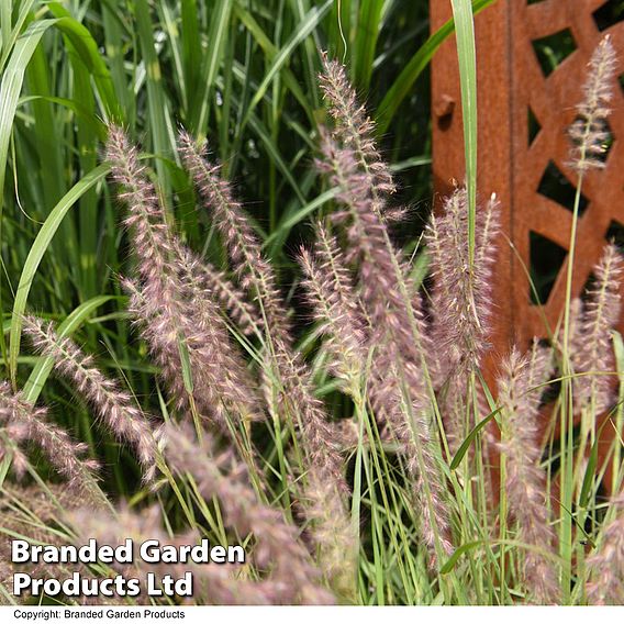 Pennisetum orientale 'Dance with Me'