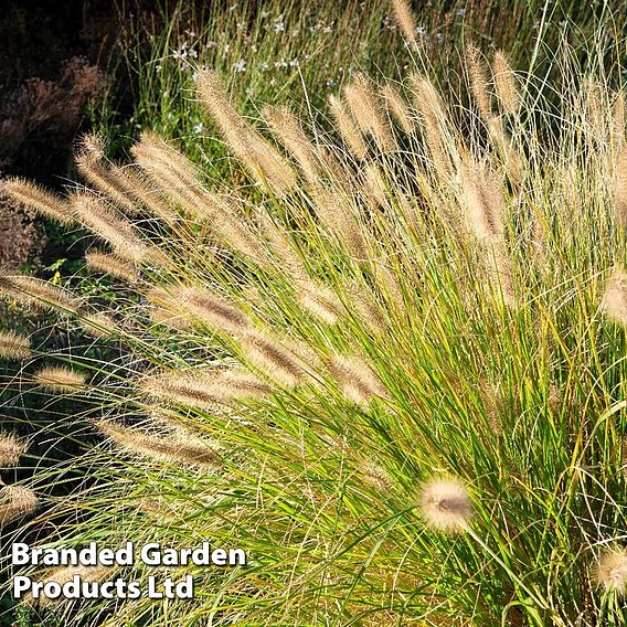 Pennisetum 'Hameln Gold'