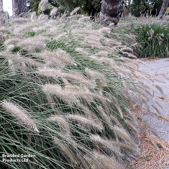 Pennisetum alopecuroides 'Hameln'