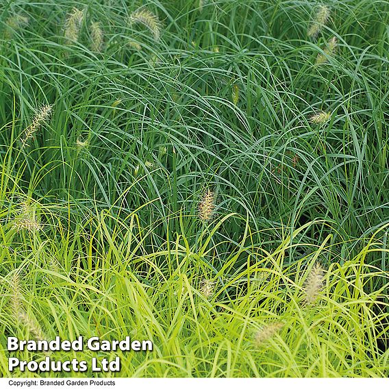 Pennisetum 'Hameln Gold'