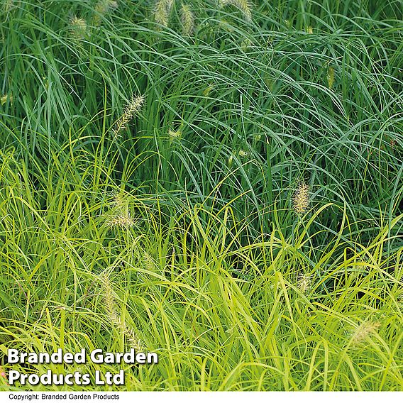 Pennisetum 'Hameln Gold'