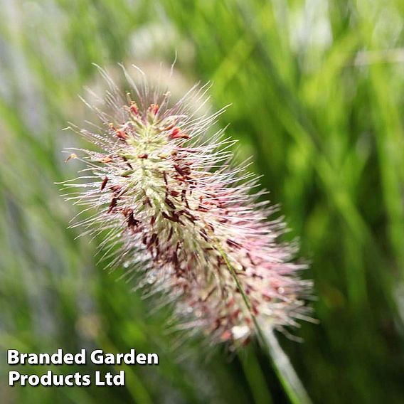 Pennisetum viridescens