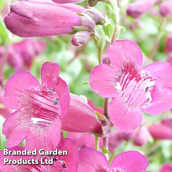 Penstemon 'Purple Bedder'