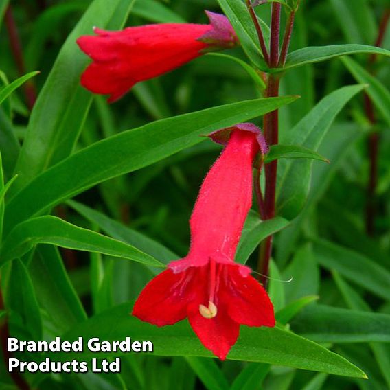 Penstemon 'Windsor Red'