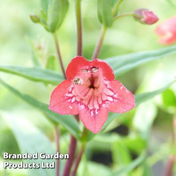 Penstemon 'Windsor Red'