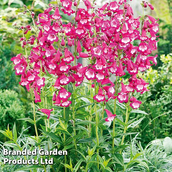 Penstemon 'Pensham Amelia Jayne'