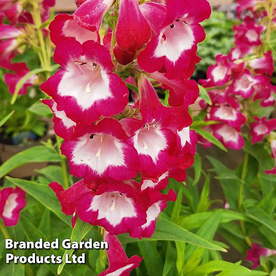 Penstemon 'Pensham Amelia Jayne'