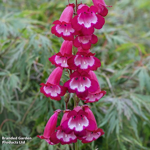 Penstemon 'Pensham Amelia Jayne'