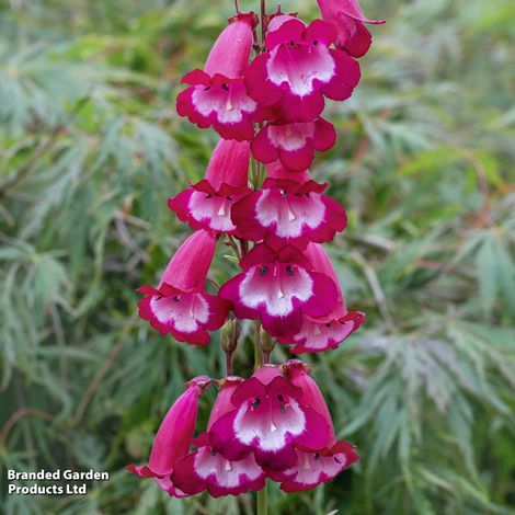 Penstemon 'Pensham Trio'