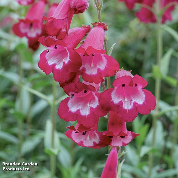 Penstemon 'Pensham Amelia Jayne'