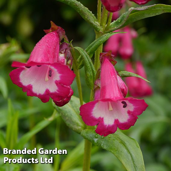 Penstemon 'Pensham Amelia Jayne'