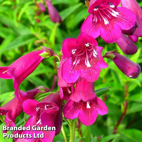 Penstemon 'Blackbird'